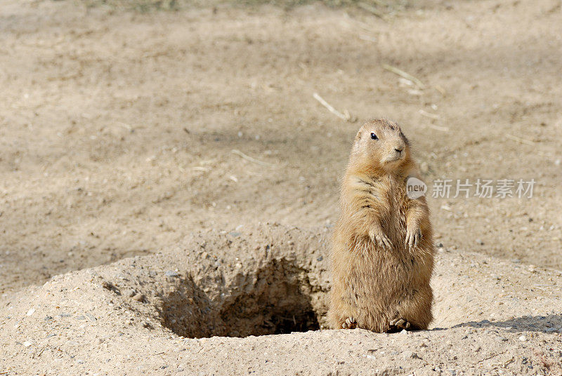 黑尾草原犬(Cynomys ludocianus)